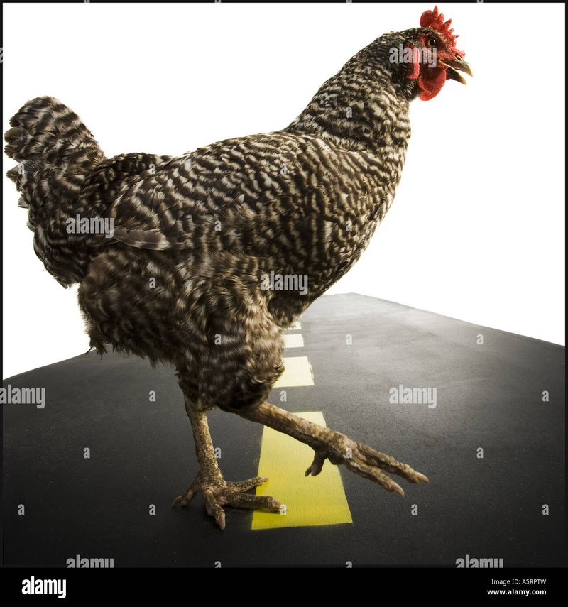 Guide to chicken road españa