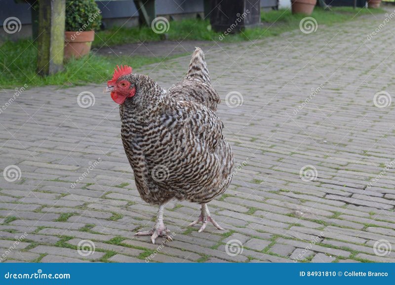 Netherlands - chicken road spel