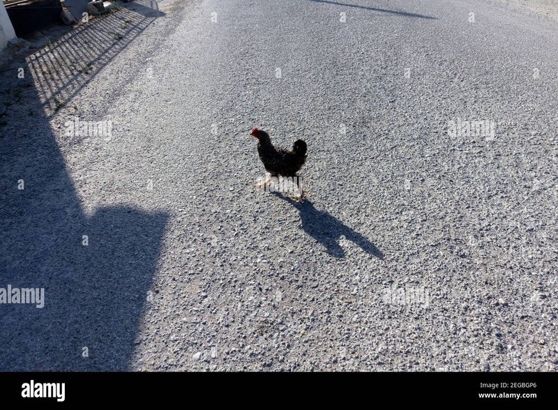 Image: Een Gokkast Met Een Varken Op De Kruising, Welkom Bij Chicken Road